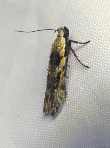 Carpatolechia decorella